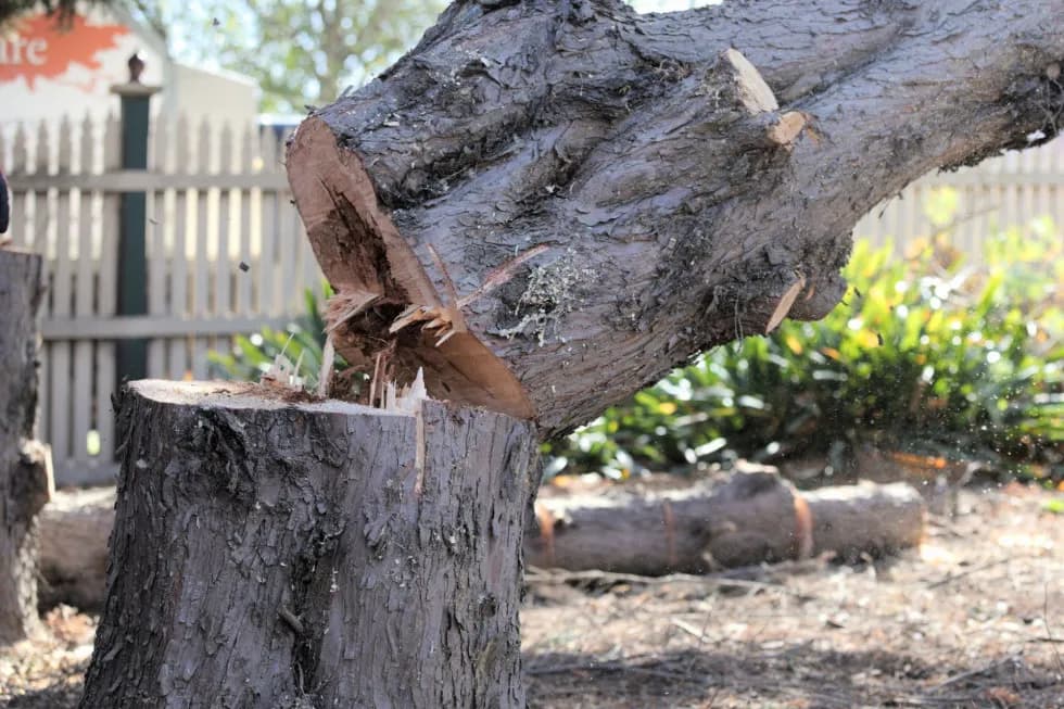 Czy można wyciąć drzewa na swojej działce? Sprawdź, co musisz wiedzieć