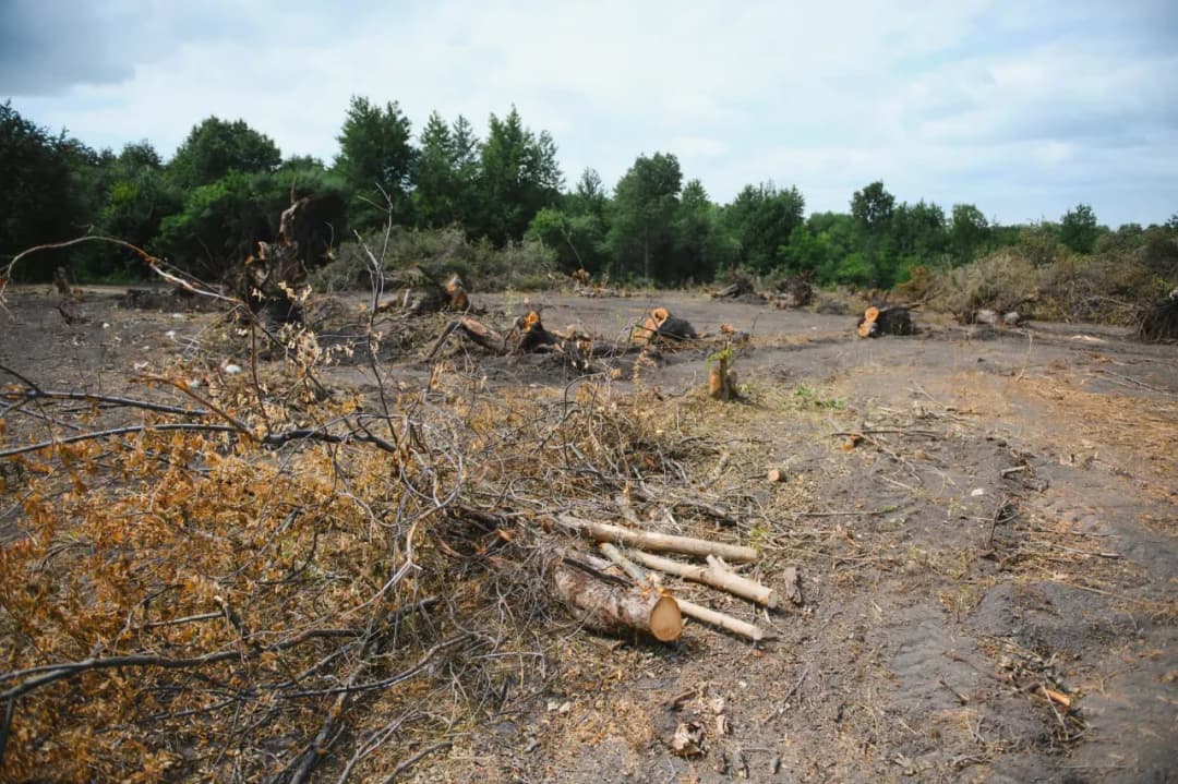 Ile kosztuje wykarczowanie działki? Poznaj ukryte koszty i czynniki